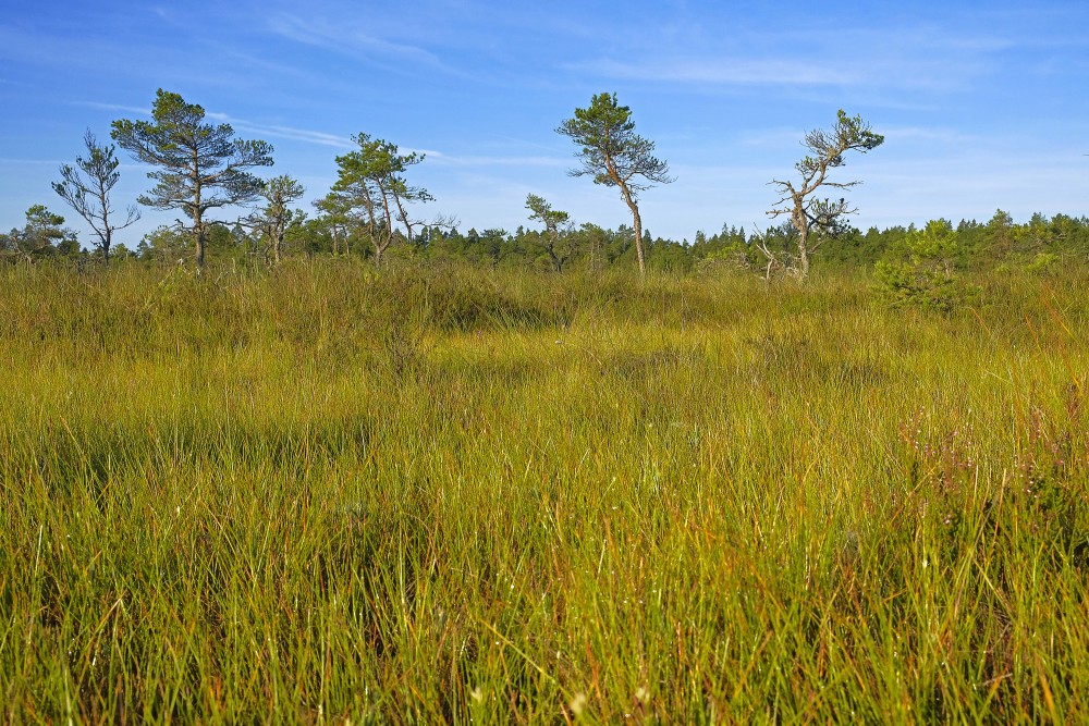 Vasenieku purva ainava