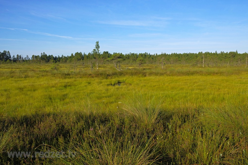 Vasenieki Bog Landscape