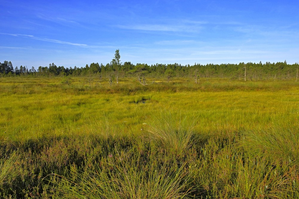Vasenieku purva ainava Vasenieku purva ainava