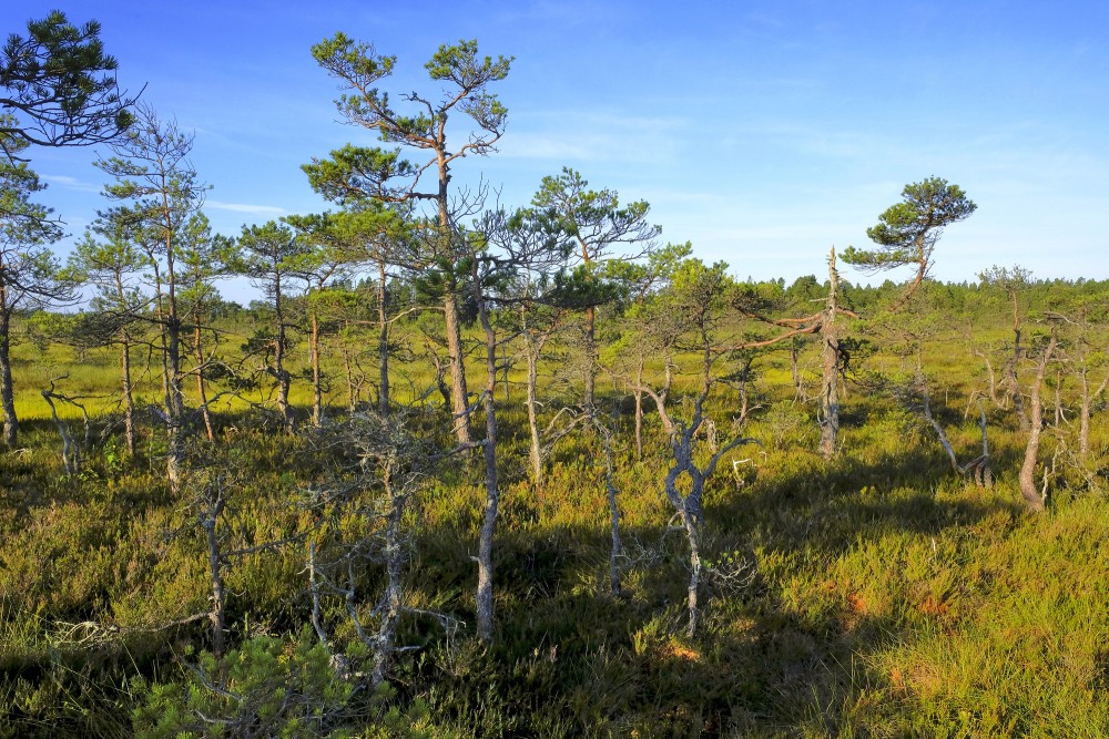 Priedes Vasenieku purvā