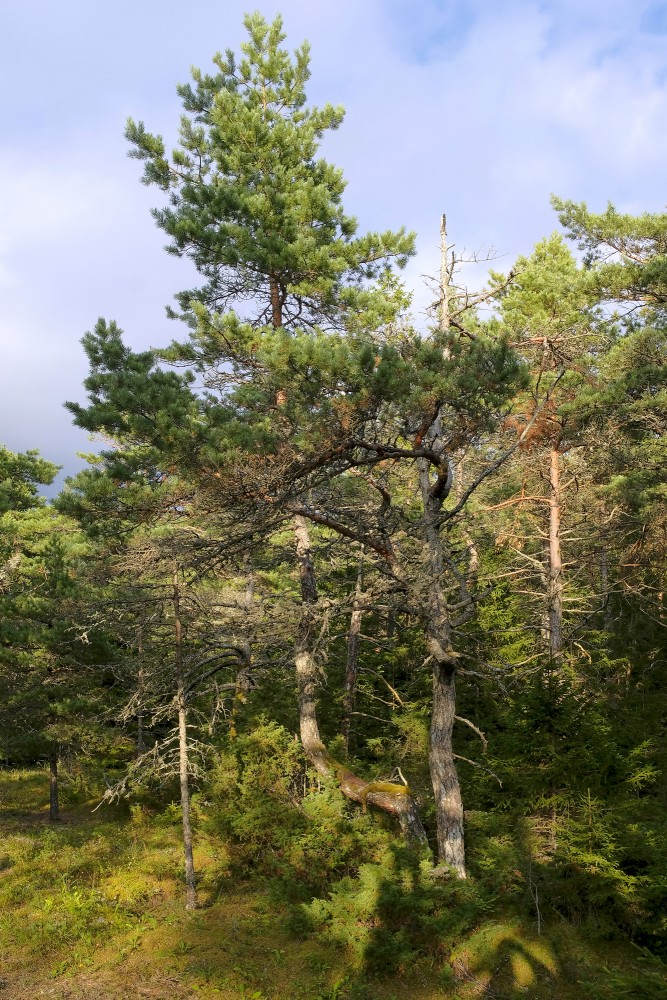 Forest near the Sea