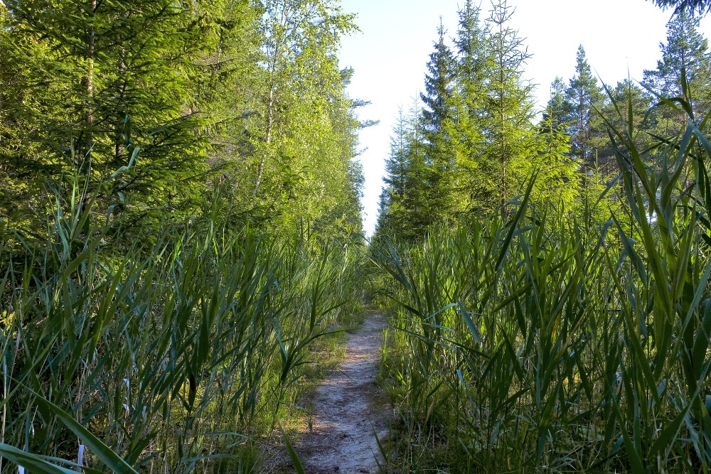 Vasenieku purva taka