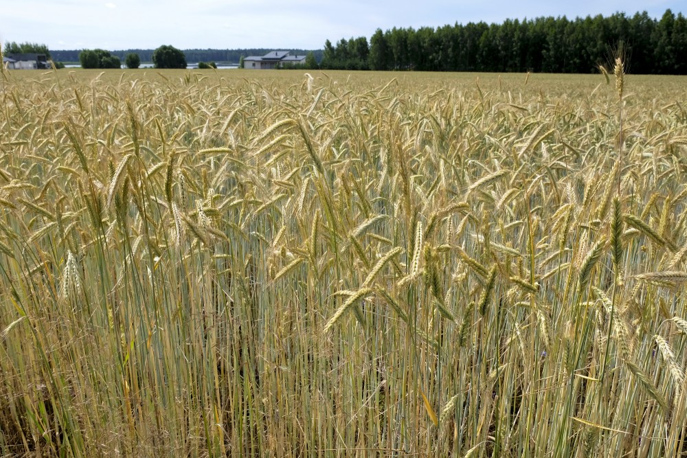 Rye Field