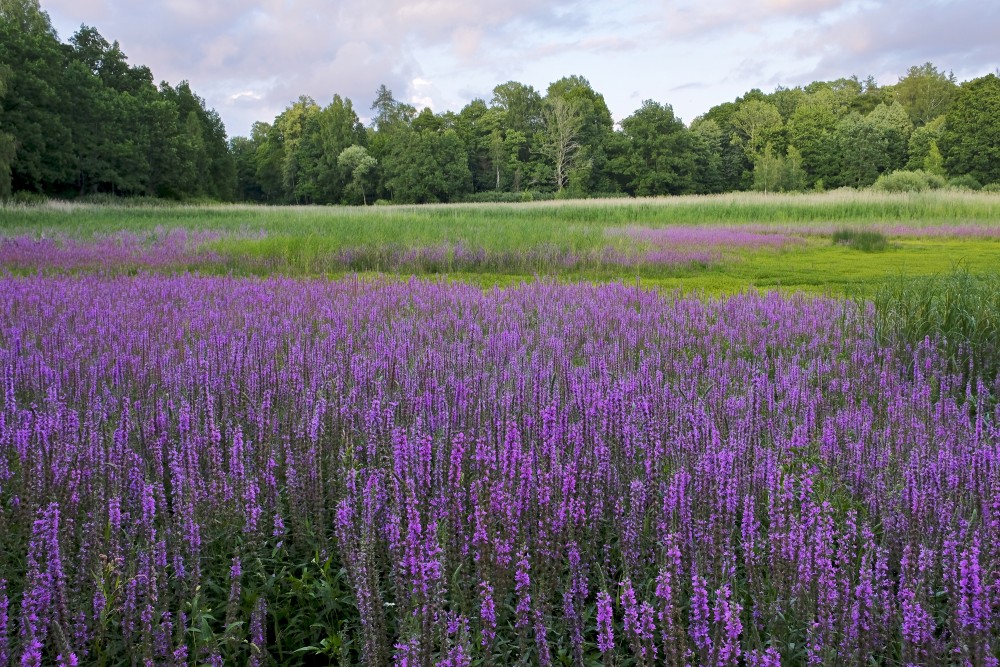 A Field of Purple loosestrife