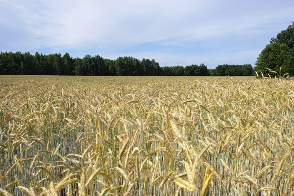 Landscape with Rye Field