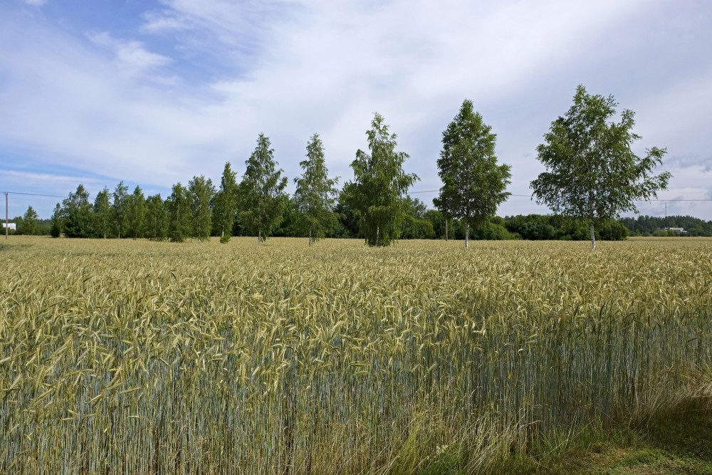 Birches in the Rye Field