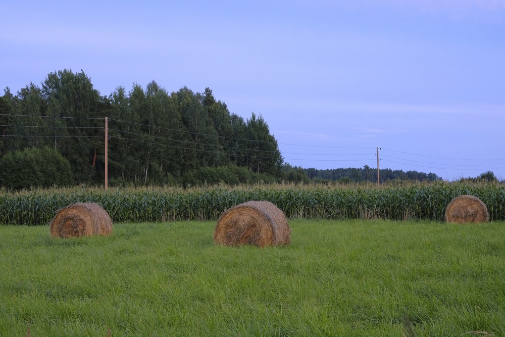 Meadow With Hay Rolls