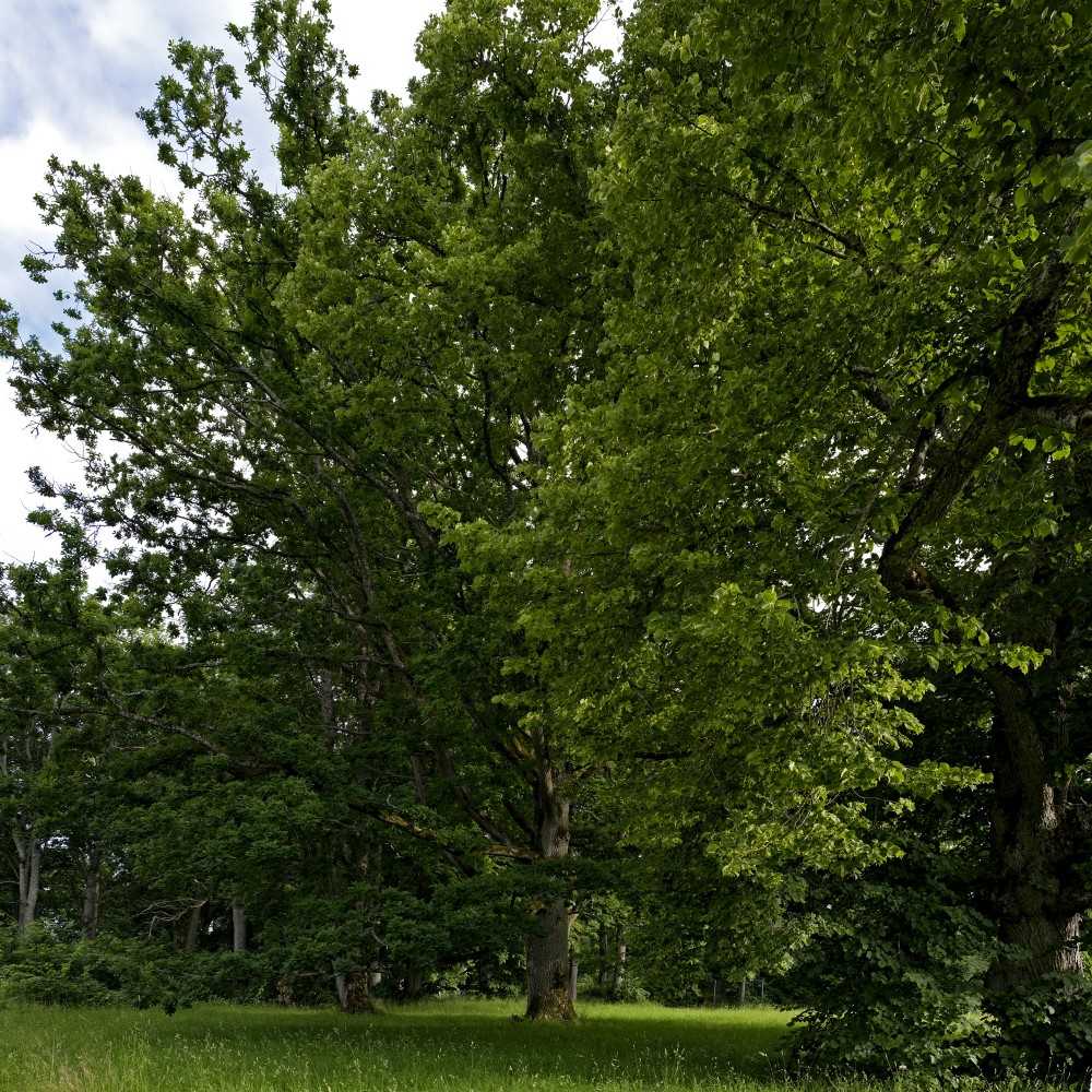 Trees in the Park 