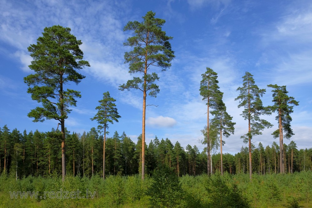 Young pine forest