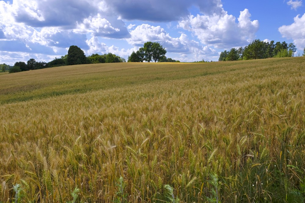 Wheat Field, Landscape, Clouds