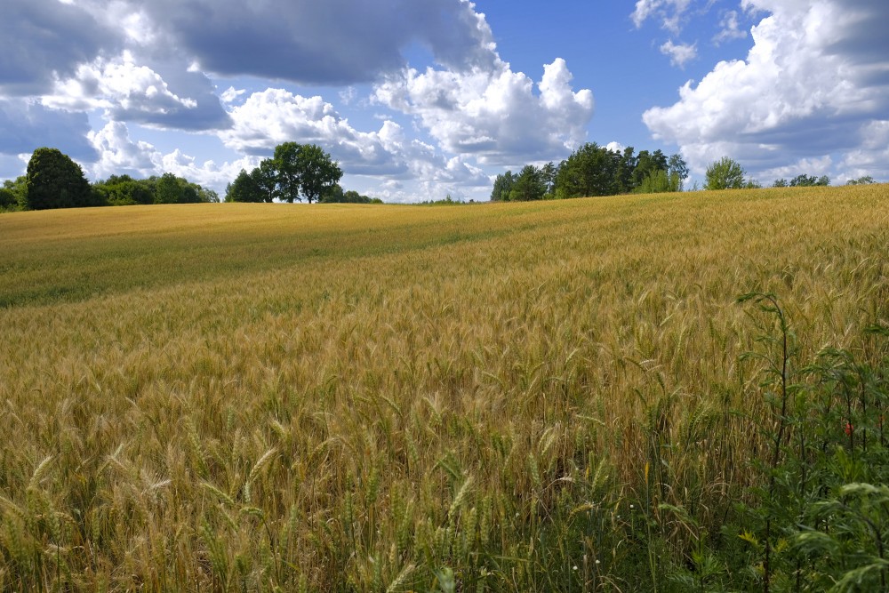 Wheat Field, Rural Landscape