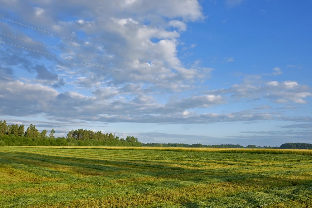 Nopļauta pļava rīta agrumā