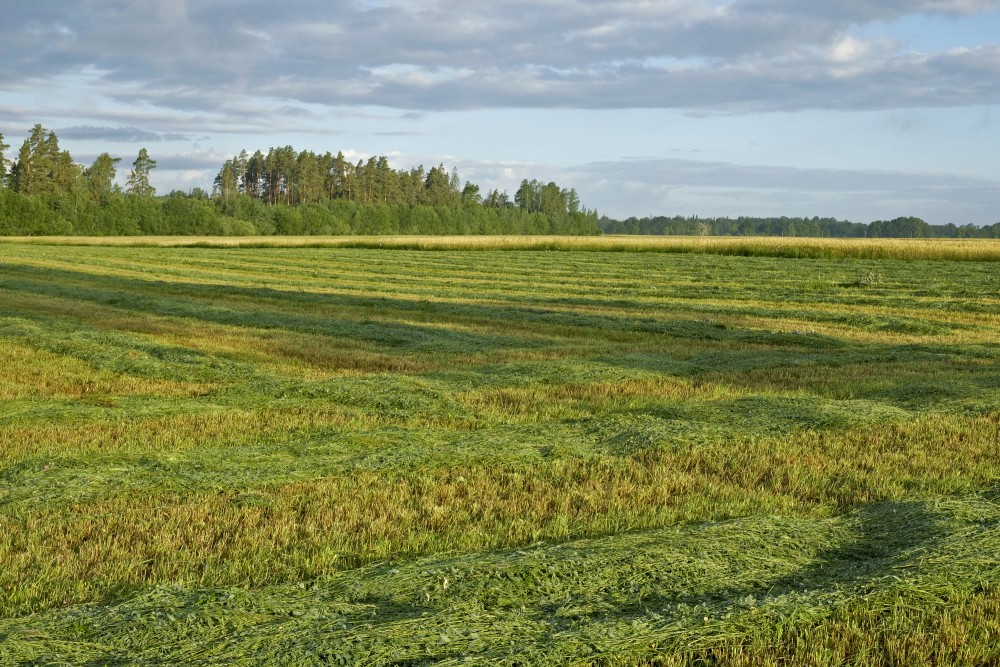 Mowed Meadow in the Early Morning 