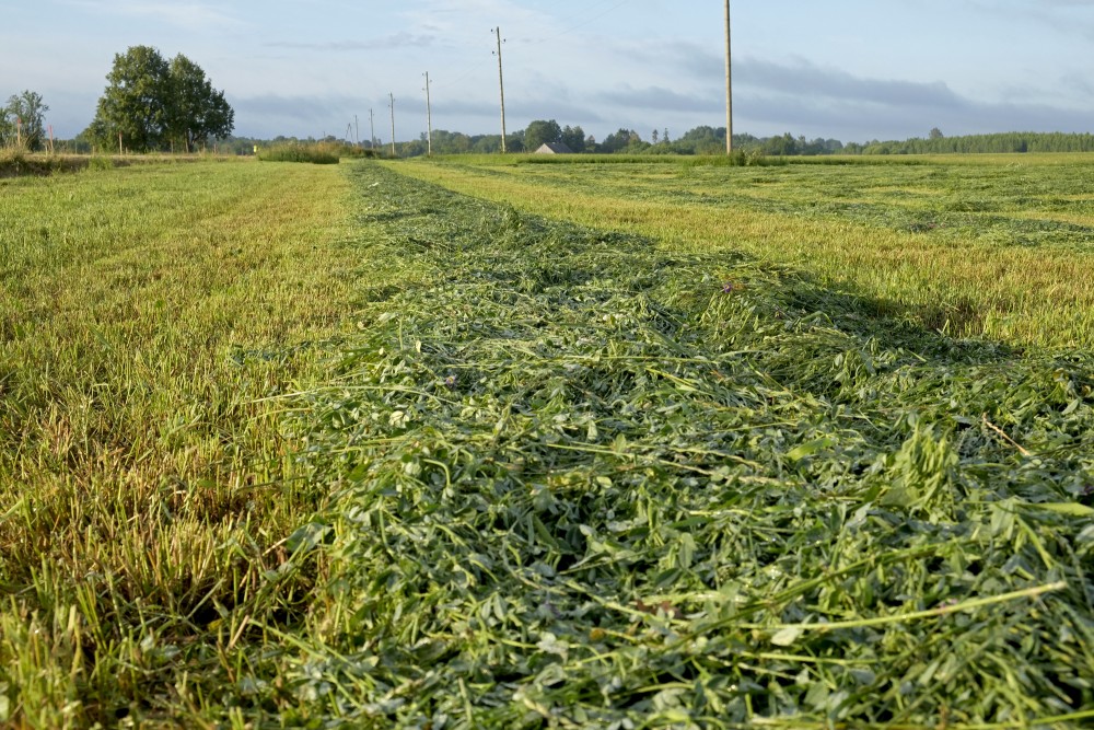 Mowed Meadow in the Early Morning 