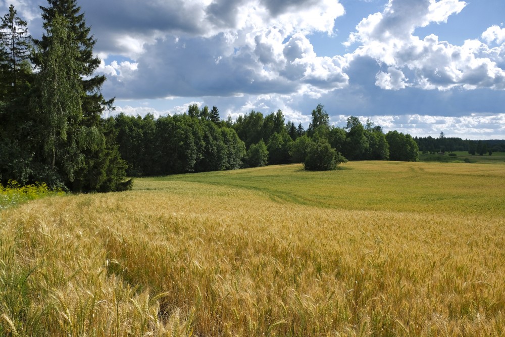 Rural Landscape, Wheat