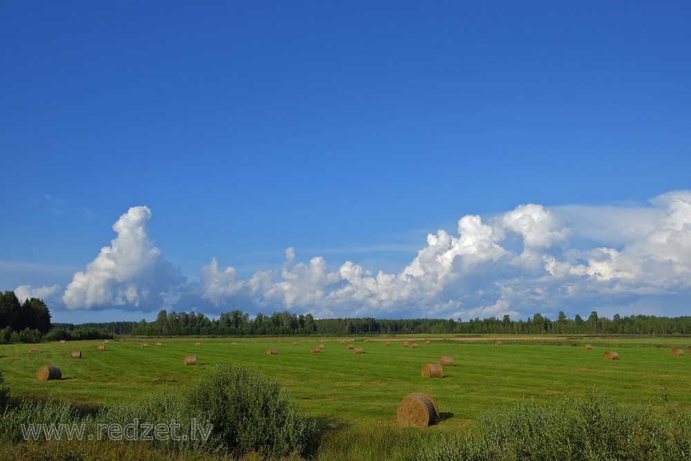 Pļava pilna ar siena ruļļiem