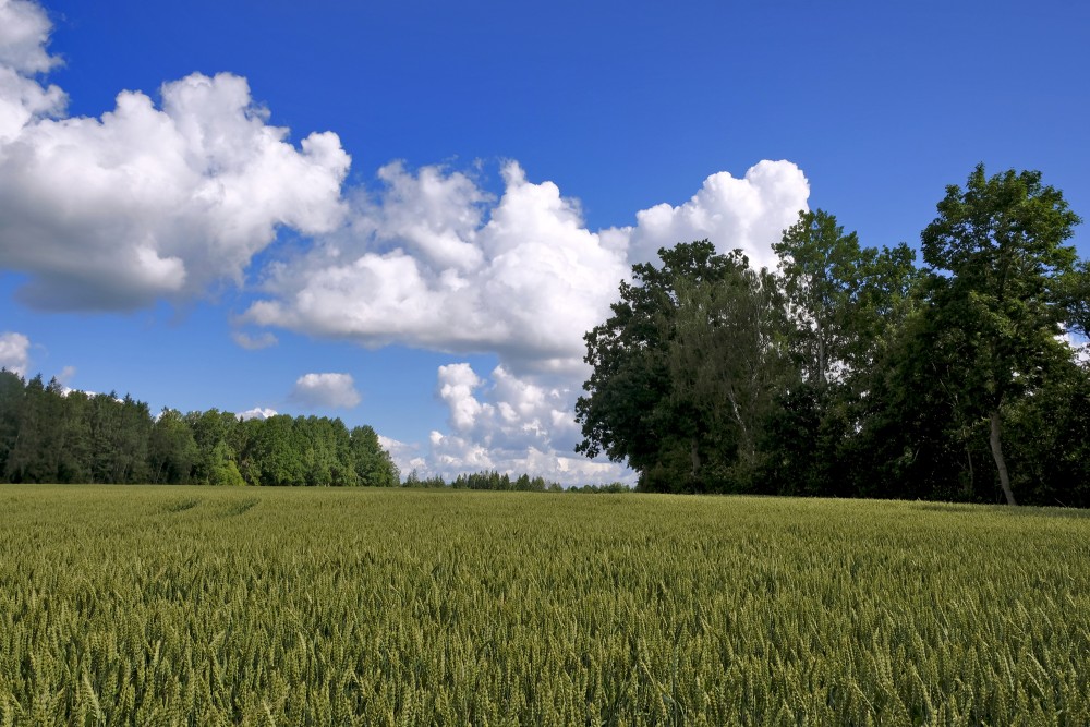 Kviešu lauka ainava