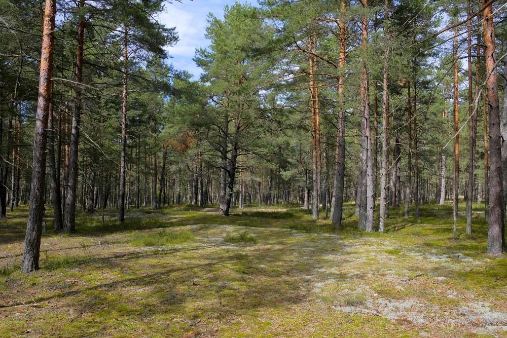 Forest by the Sea