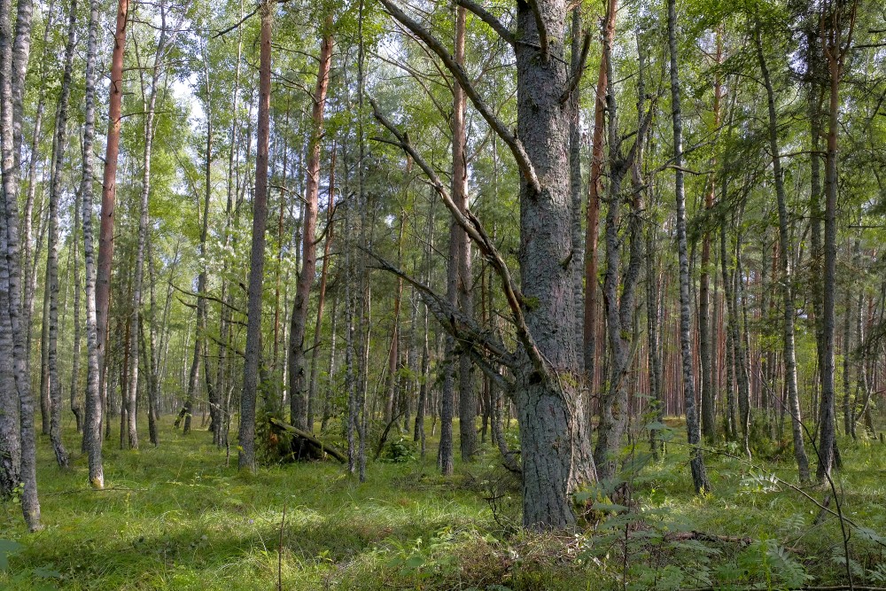 Forest by the Sea