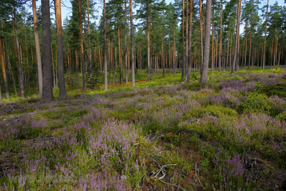 Pine Forest Landscape