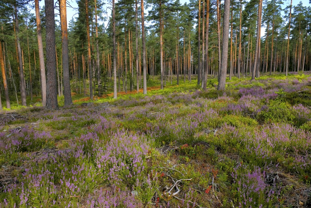 Pine Forest Landscape