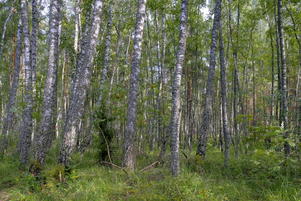 Birch