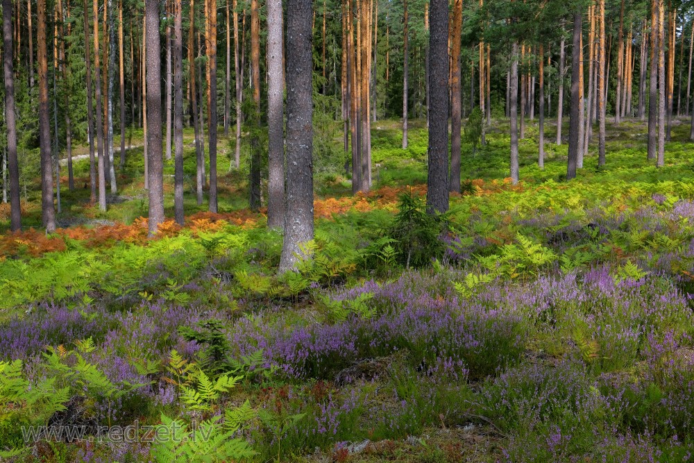 Pine Forest Landscape