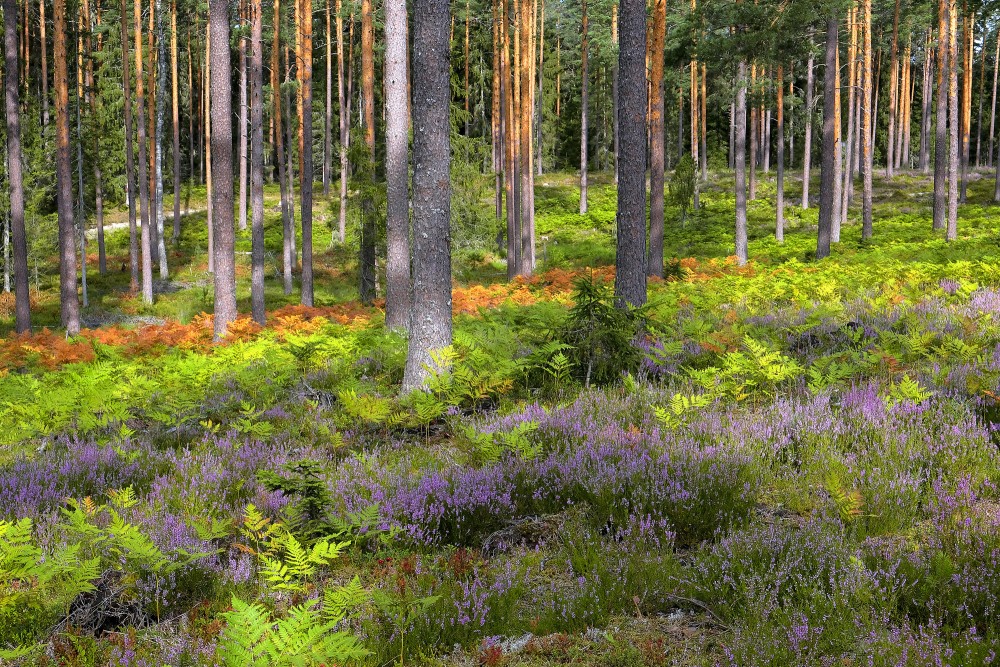 Priežu meža ainava