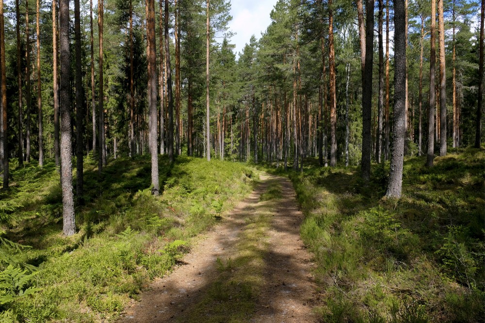 Forest Road