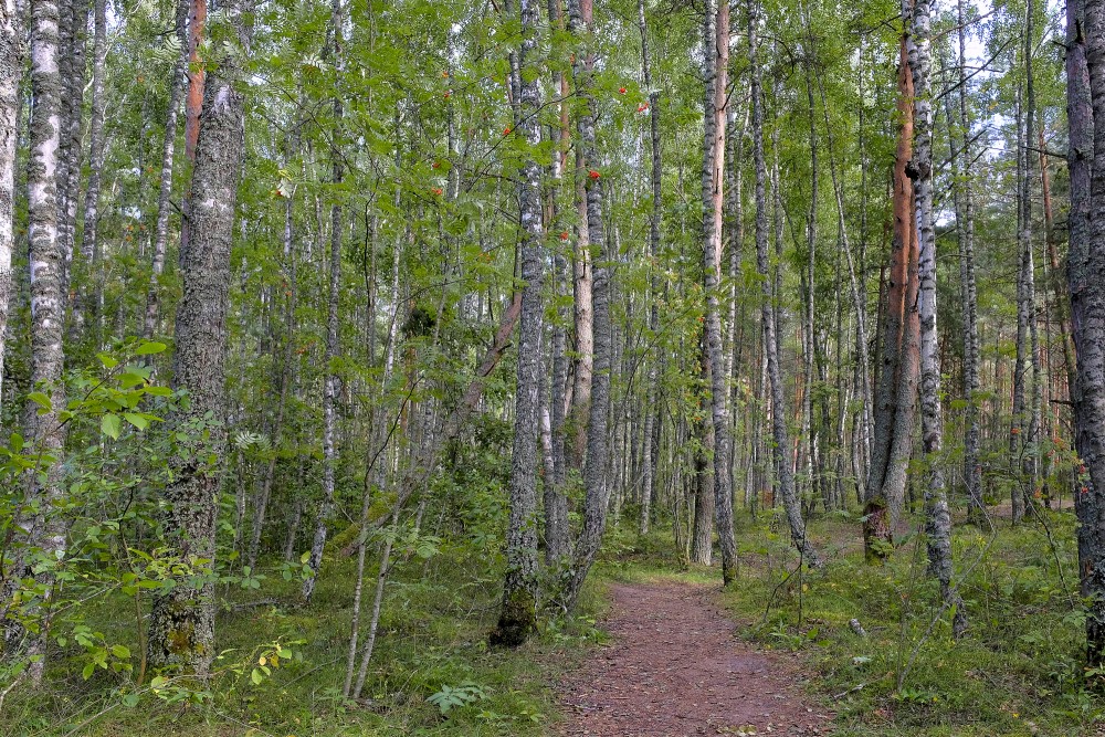 Birch