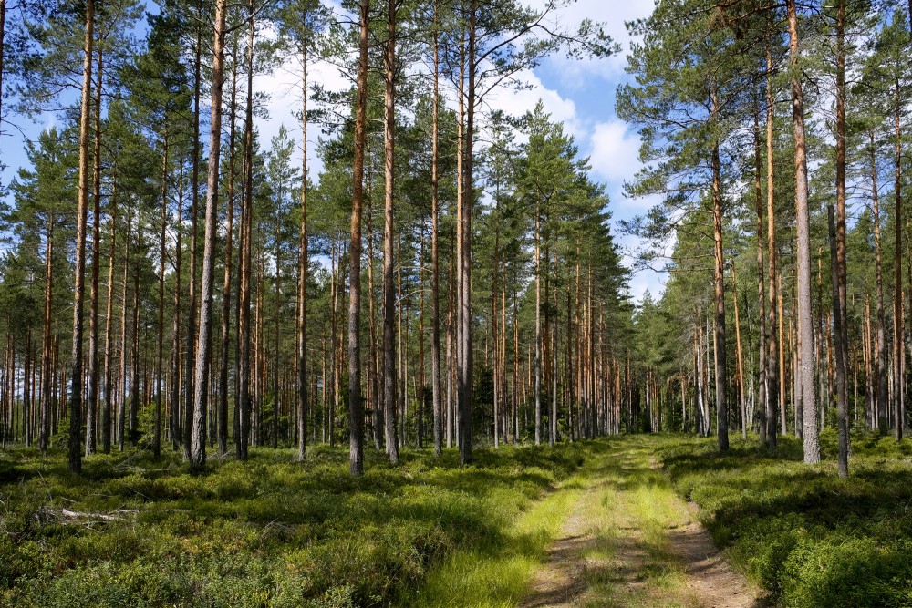 Pine Forest