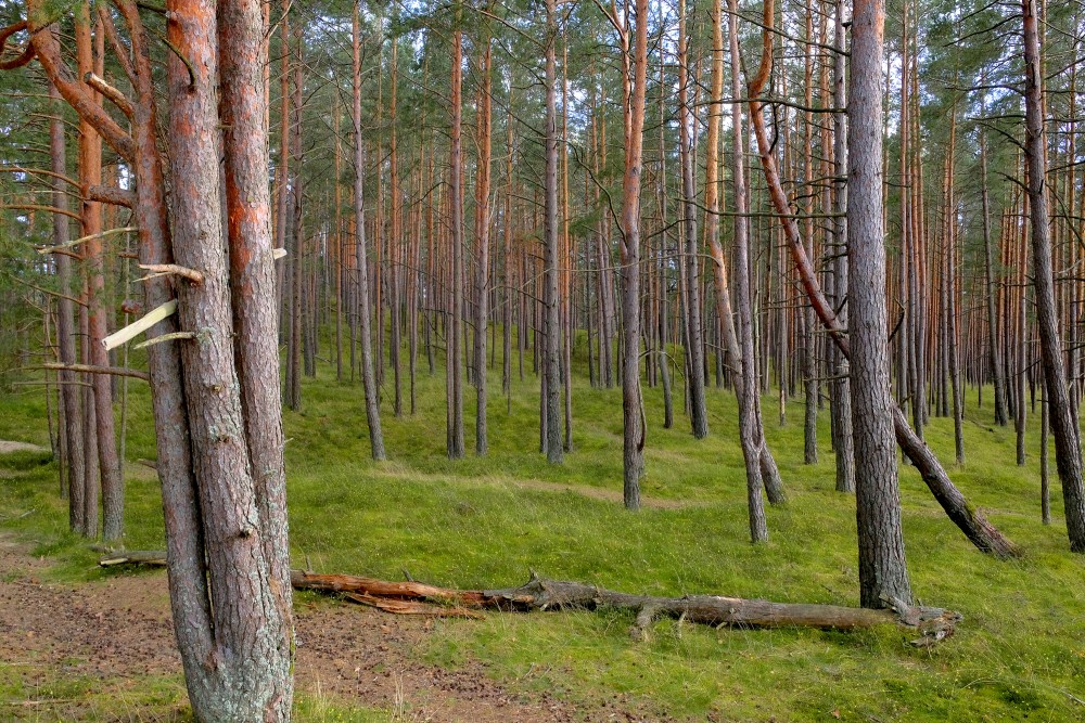 Pine Forest