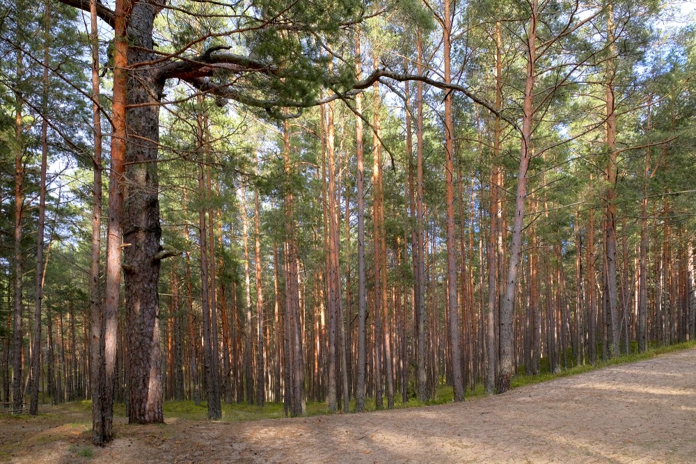 Pine Forest