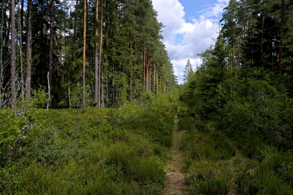 Pine forest