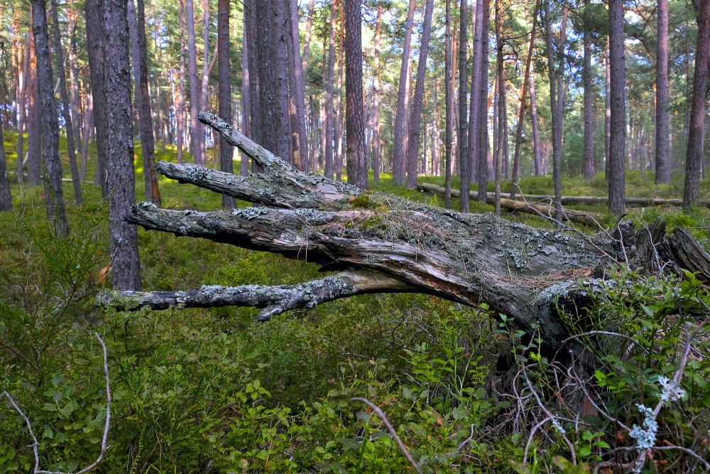 Dead Tree Trunk in a Pine Forest