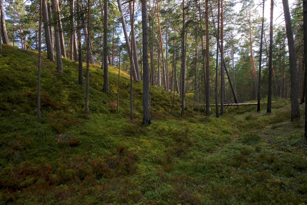 Pine Forest, The Hilly Area, Coastal Forest
