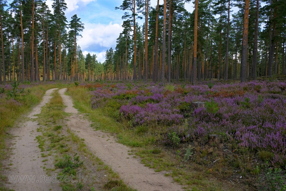Forest Road, Pine and Heather