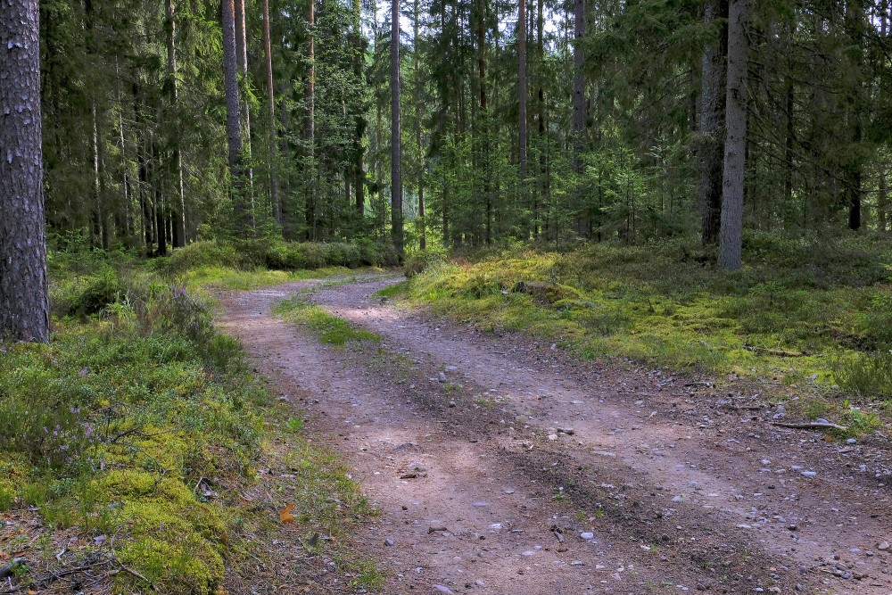 Forest Road