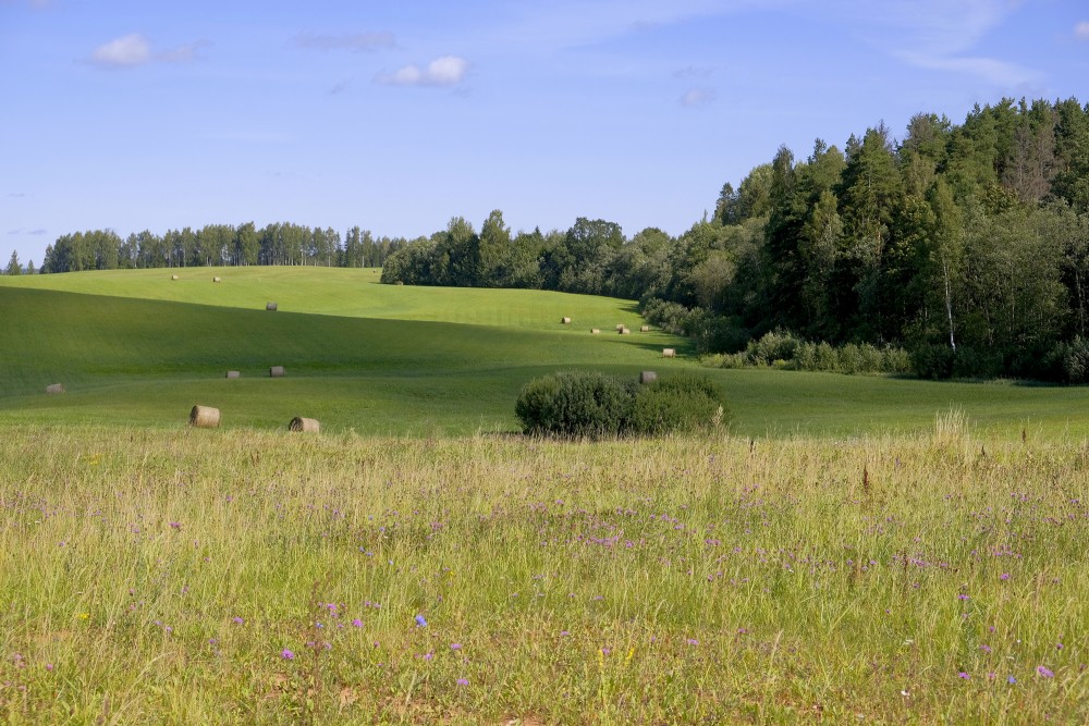 Hilly Landscape, Hay Rolls