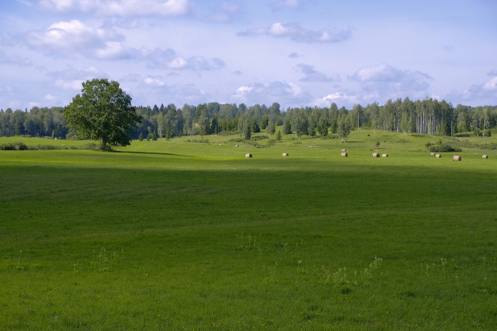 Lauku ainava, nopļauta pļava