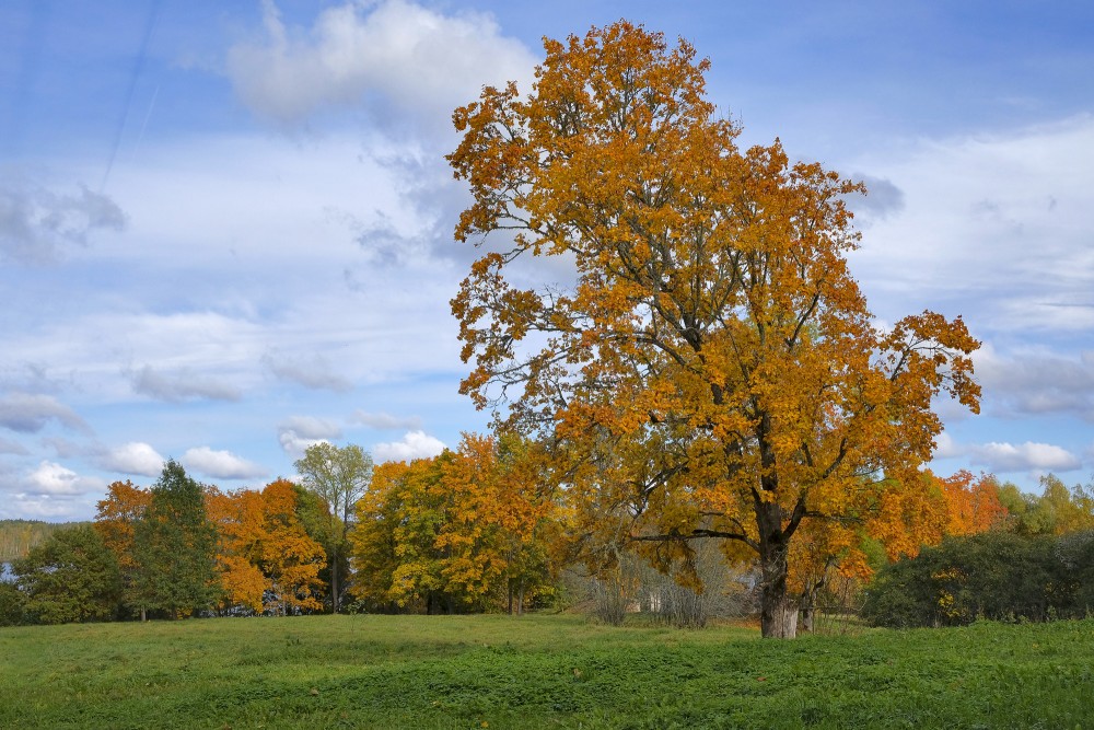 Rudens ainava ar košiem toņiem un vientuļu koku plašā pļavā