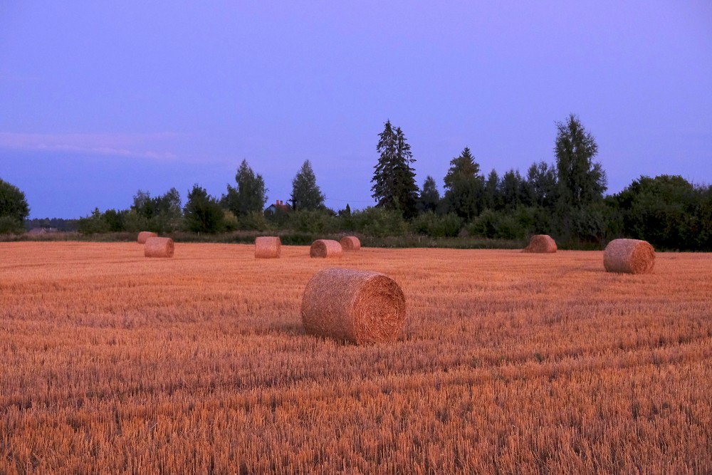 Crop Field after Sunset, Straw Roll