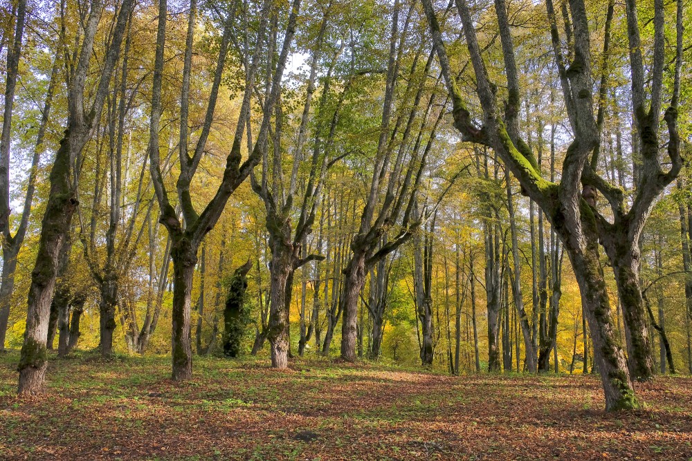 Ancient Linden Trunks in Linde Park Alley in Golden Autumn Light