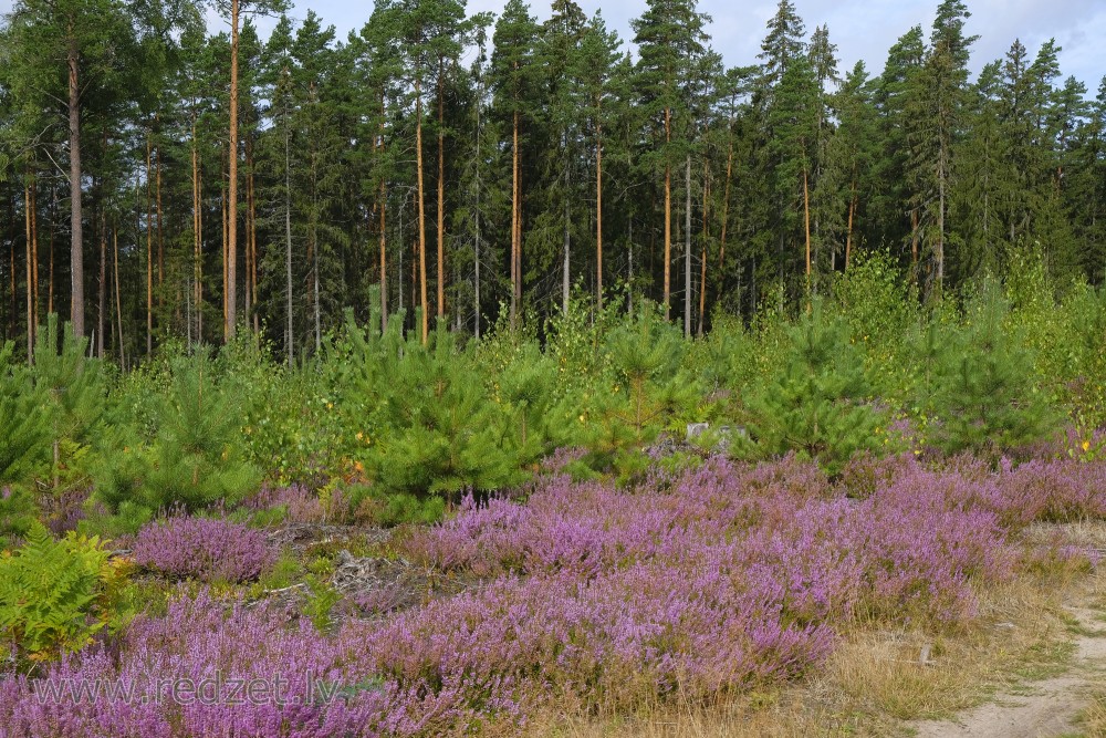 Young Pine and Heather