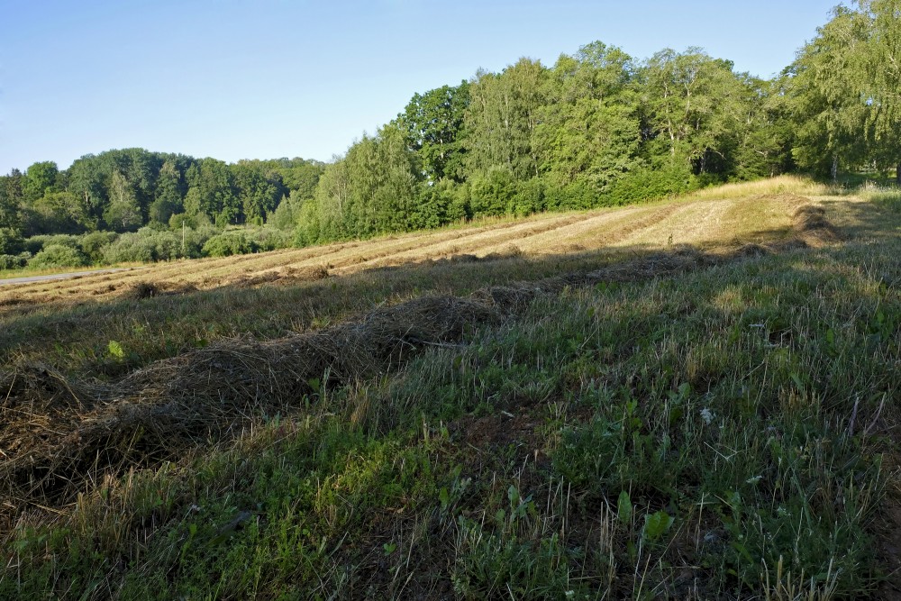 Mowed Meadow