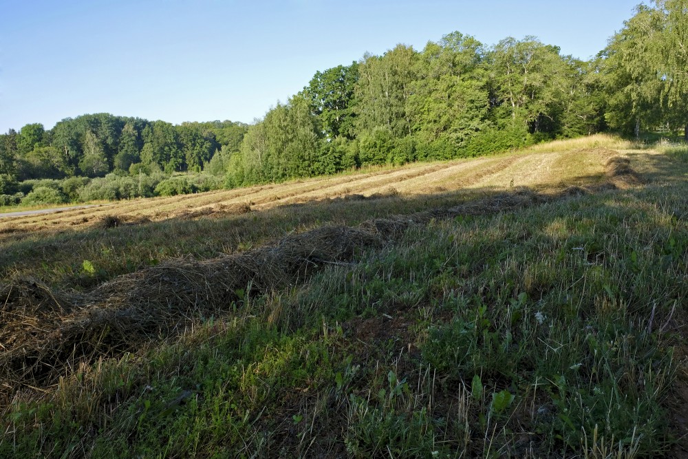 Nopļauta pļava