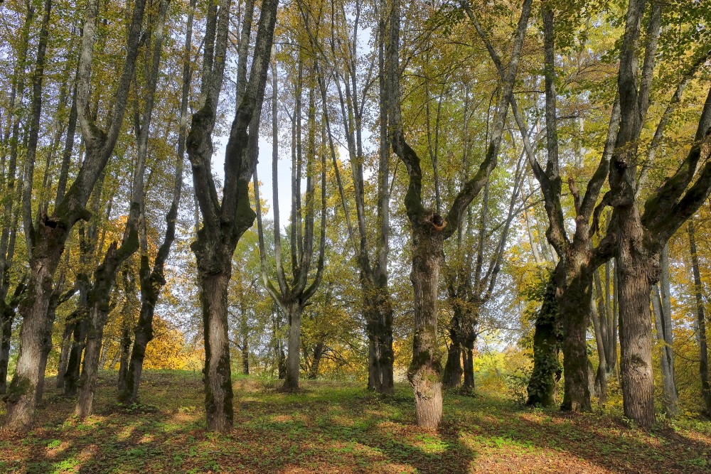 Griezto liepu vainagi Lindes parkā rudenī