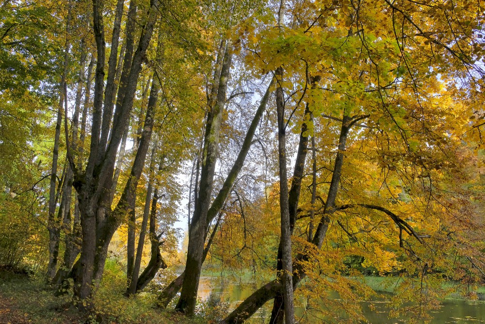 Autumn riverside landscape with vibrant yellow foliage and leaning forest trees