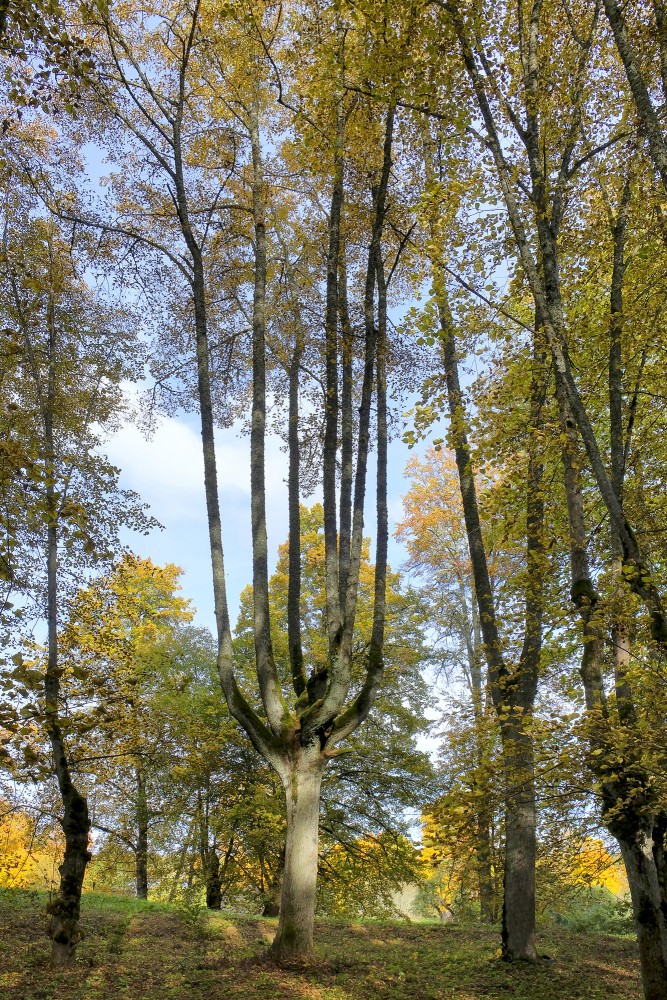 Apcirpta liepa rudenīgā Lindes parka ainavā ar dzeltenām lapām