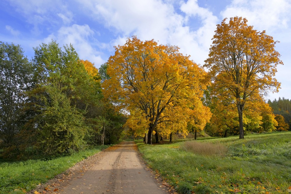 Rudens lauku ceļš ar zeltainiem kokiem un zaļu pļavu zem zilām debesīm